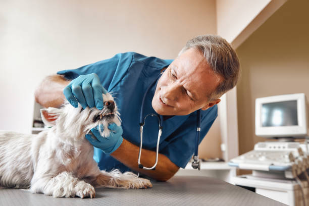 Best Emergency Dental Care for Broken or Chipped Teeth in Choctaw, OK